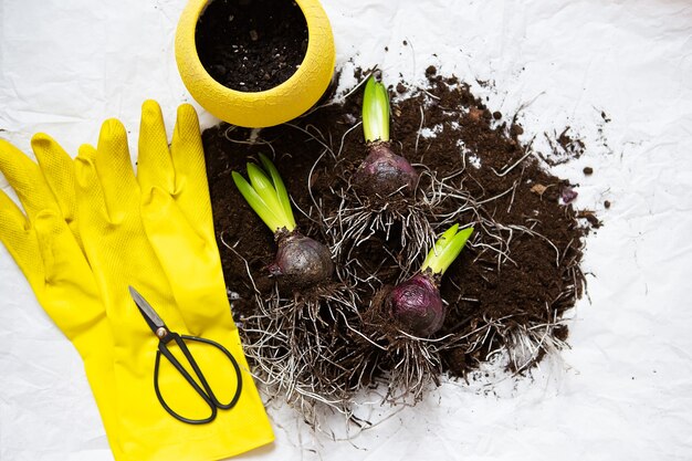 Concepto de trasplante de plantas