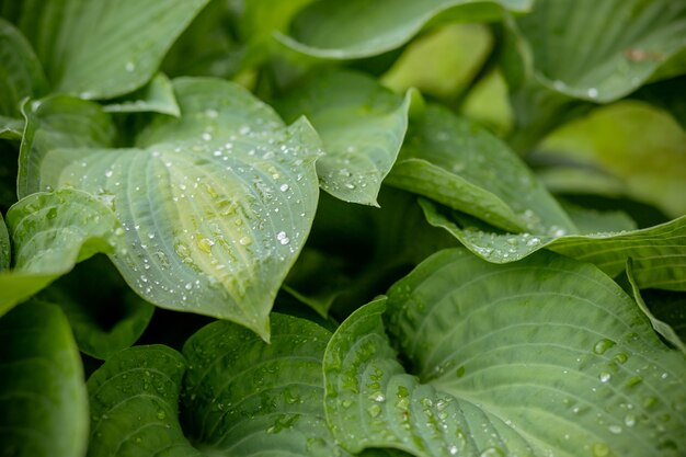 Concepto tropical, fondo verde. Planta huésped después de la lluvia, gotas de agua sobre hojas grandes. Enfoque selectivo. Concepto de ecología. Textura de hojas verdes. Clima lluvioso