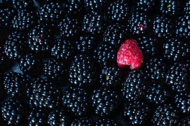 El concepto de unicidad. No como los demás. Frambuesa roja en un montón de moras negras