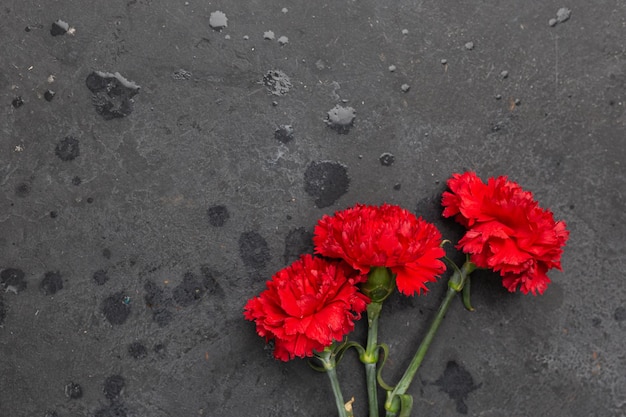 Concepto de vacaciones del 9 de mayo Flores de clavel con cinta roja sobre fondo oscuro símbolo del Día de la Victoria