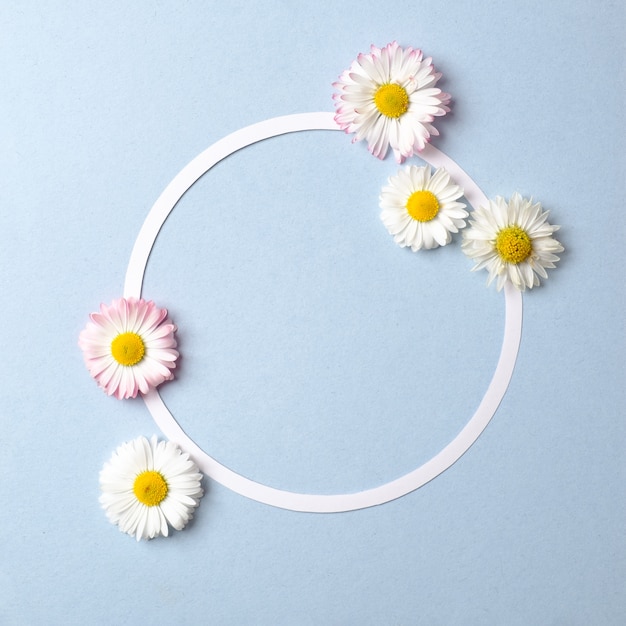 Concepto de vacaciones de primavera. Diseño creativo hecho de flores de margarita y contorno de tarjeta de papel en forma de círculo en blanco sobre fondo azul pastel.
