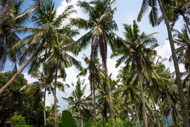 Concepto de vacaciones y turismo de bosque tropical de palmeras