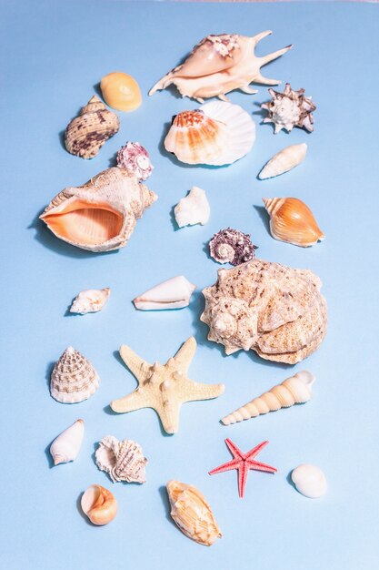 Concepto de vacaciones de verano. Conchas marinas surtidas sobre un fondo azul pastel. Una luz dura de moda, sombra oscura, endecha plana, vista superior