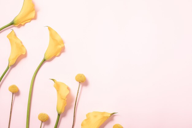 Concepto de verano. Fondo de arreglo de borde. Flatlay, vista superior. Flores amarillas sobre fondo rosa, plano laical