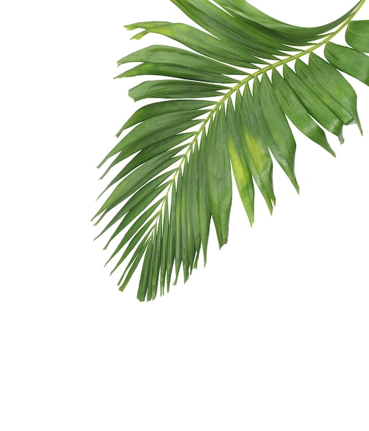 Concepto de verano con hoja de palma verde de fronda tropical hojas florales ramas árbol aislado sobre fondo blanco vista plana endecha superior