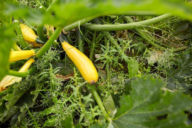 concepto de verduras, jardinería y agricultura - calabazas en la cama del jardín de verano