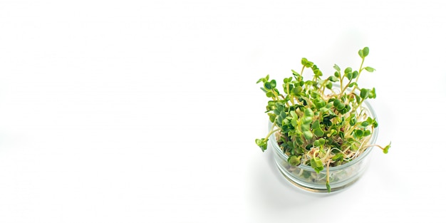 Concepto de verduras verdes. micro greens con lugar para texto