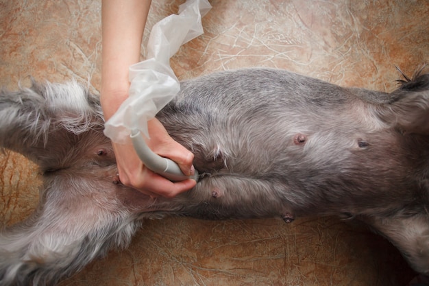 Concepto veterinario. El veterinario está haciendo ultrasonido.