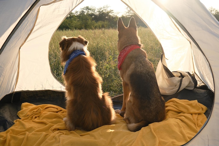 Concepto de viaje con mascotas Los pastores alemanes y australianos se sientan en una carpa cerca de la hierba verde al amanecer