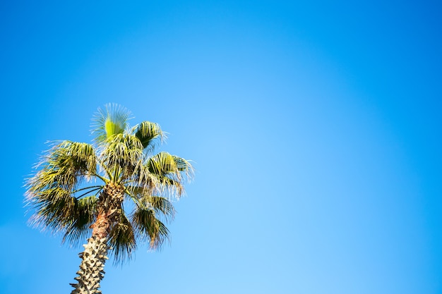 Concepto de viaje y verano - palmera sobre cielo azul claro