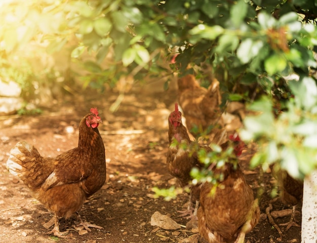 Concepto de vida de granja con pollitos