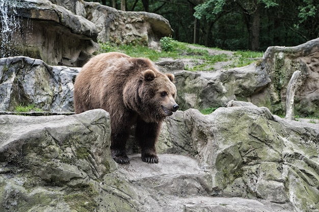 Concepto de zoológico. Vida salvaje animal. Oso pardo adulto en medio natural. Derechos animales. Oso pardo amistoso caminando en el zoológico. Fondo de naturaleza de paisaje pedregoso lindo oso grande.