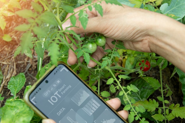 Conceptos de uso de la IA y la agricultura inteligente para aumentar la productividad y controlar la producción