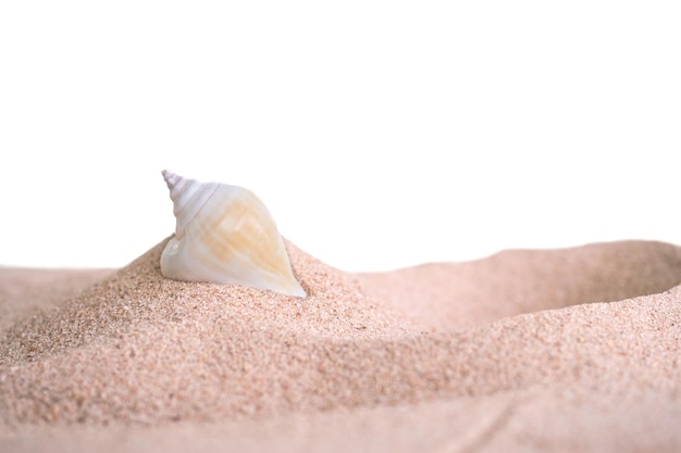 Conch Seashell en la playa de arena aislada sobre fondo blanco agua hermosa océano turístico tropical para viajes vacaciones de verano