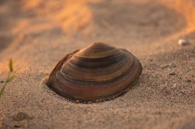 Concha en la arena de la playa cerca del estanque