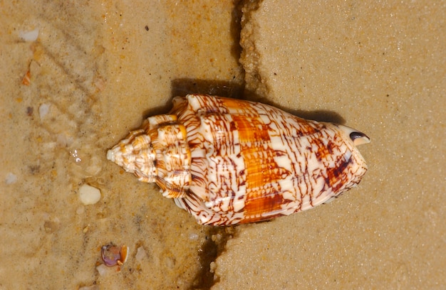 Concha en la arena de la playa como fondo.