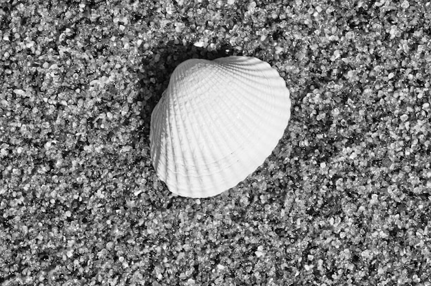 Concha en la arena de la playa del Mar Báltico Guijarros en la costa Foto de detalle