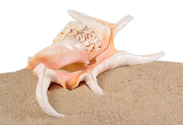 Concha en la arena de la playa sobre un fondo blanco.