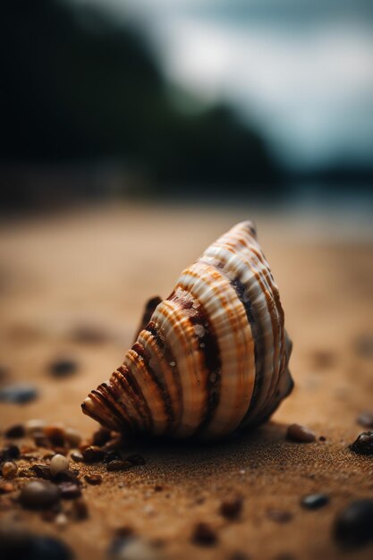 una concha en la arena en una playa