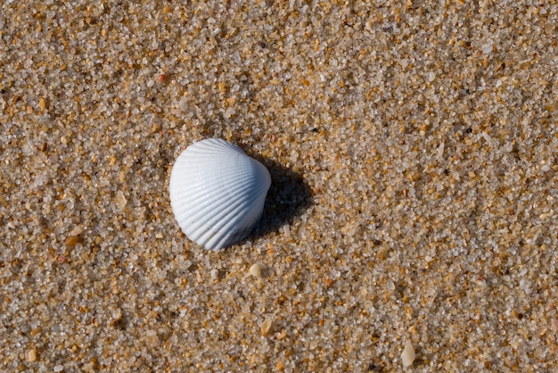 Concha blanca en la arena de la playa