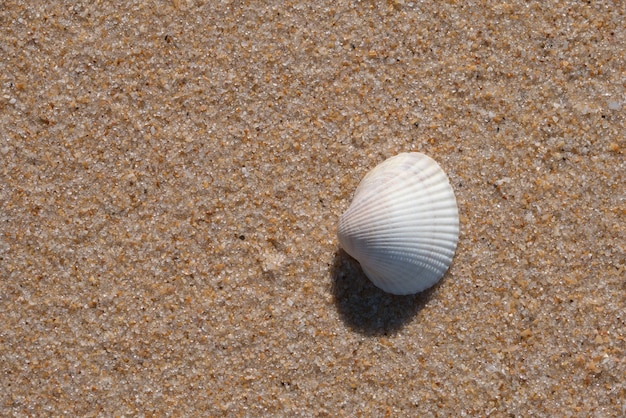 Concha blanca en la arena de la playa