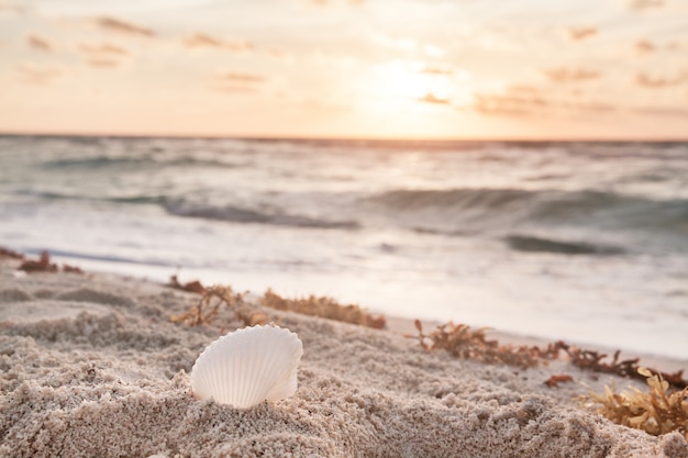 Concha blanca en la playa al amanecer