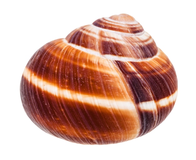 Concha de caracol comestible aislado en blanco