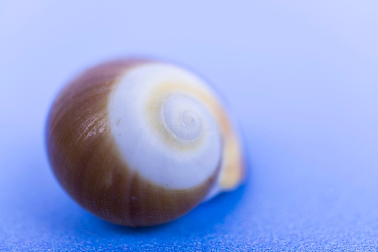 Foto la concha de caracol de mar en espiral