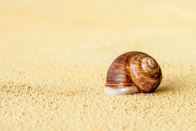 Concha de caracol sobre fondo amarillo con espacio de copia detrás de la concha de caracol