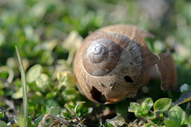 Concha de caracol sobre fondo de hierba verde