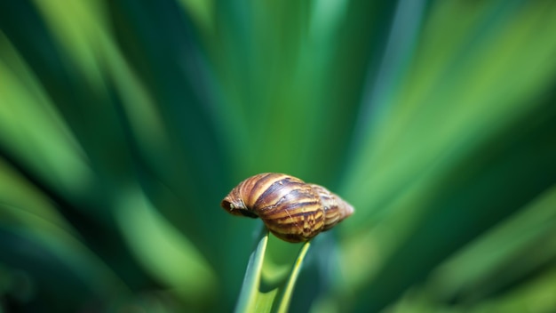 Concha de caracol de tierra vacía en una hoja de agave de pulpo de cerca