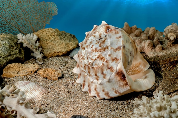 La concha de Cassis Cornuta en la arena bajo el agua