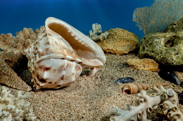 La concha de Cassis Cornuta en la arena bajo el agua