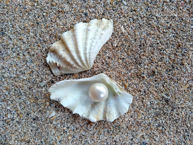 Concha com uma pérola na areia da praia Uma concha do mar aberto com uma pérola dentro
