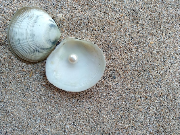 Concha com uma pérola na areia da praia Uma concha do mar aberto com uma pérola dentro