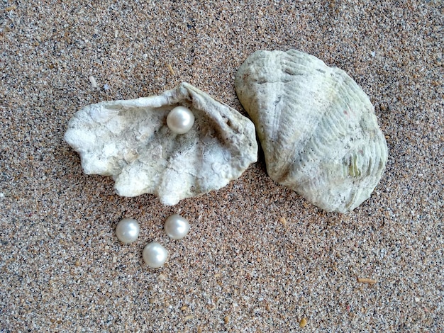 Concha com uma pérola na areia da praia Uma concha do mar aberto com uma pérola dentro