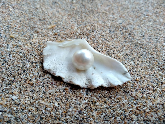 Concha com uma pérola na areia da praia