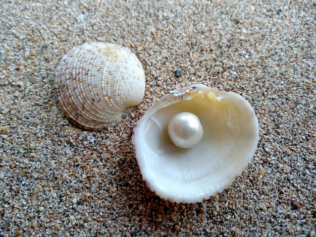 Concha com uma pérola na areia da praia