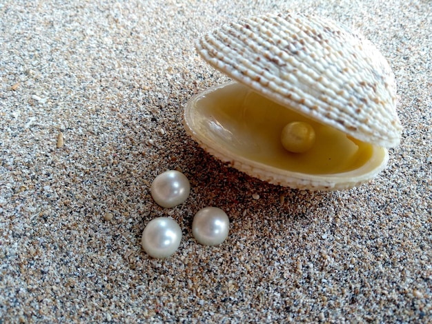 Concha com uma pérola na areia da praia