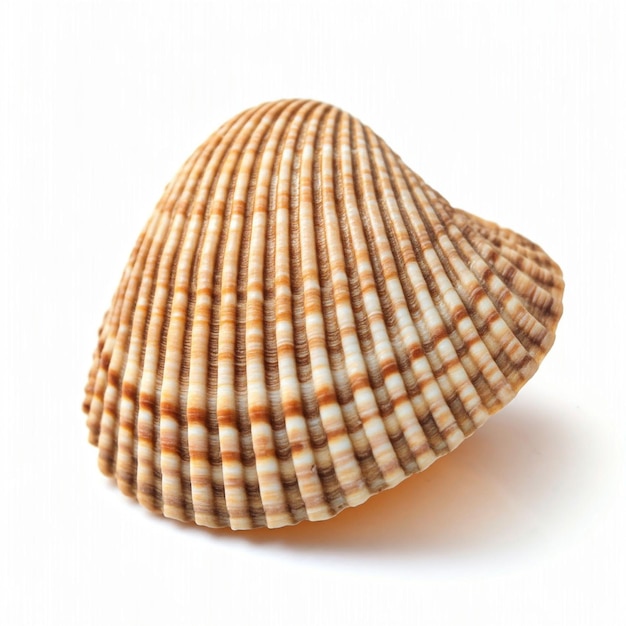 una concha con una concha que dice concha de mar