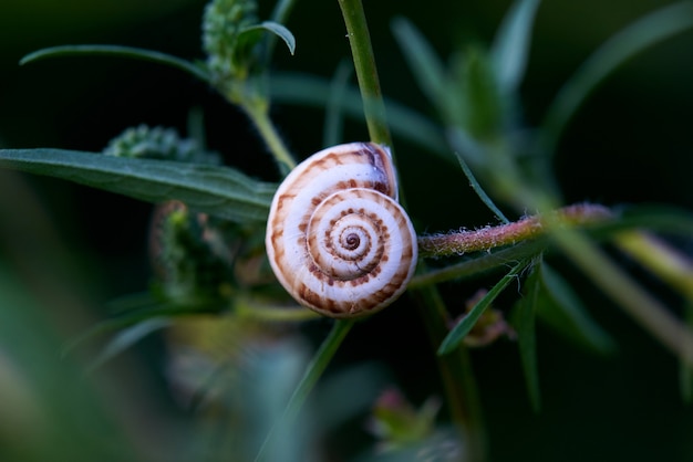 Concha de caracol em close-up de folhas verdes.