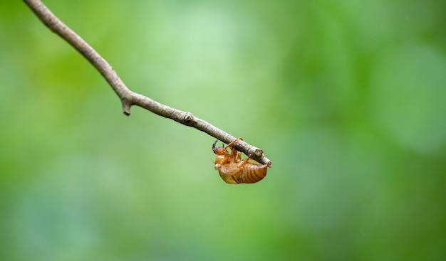 Concha de exoesqueleto cigarra vazia pendurada em um galho de árvore isolada contra fundo verde bokeh