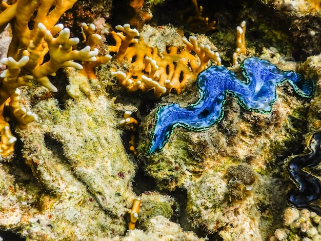 Concha de molusco gigante azul no mar vermelho