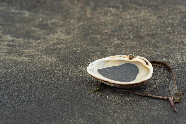 Concha de moluscos de surf em areia vulcânica preta à beira-mar com algas e outros detritos marinhos orgânicos