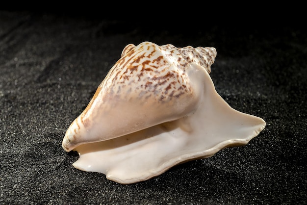 Concha de Strombus raninus em fundo escuro