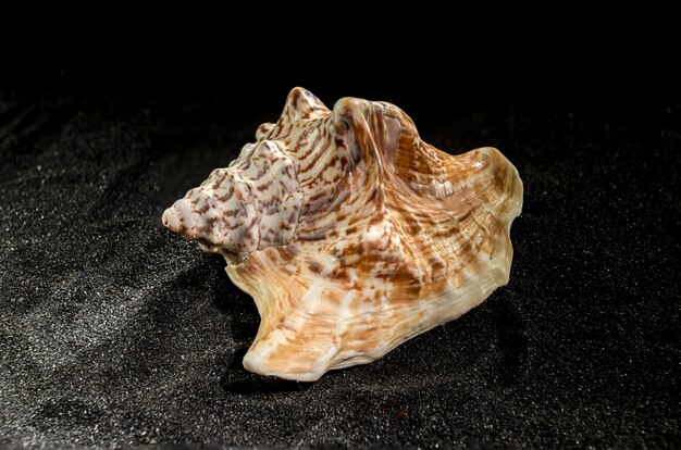 Concha de Strombus raninus em fundo escuro