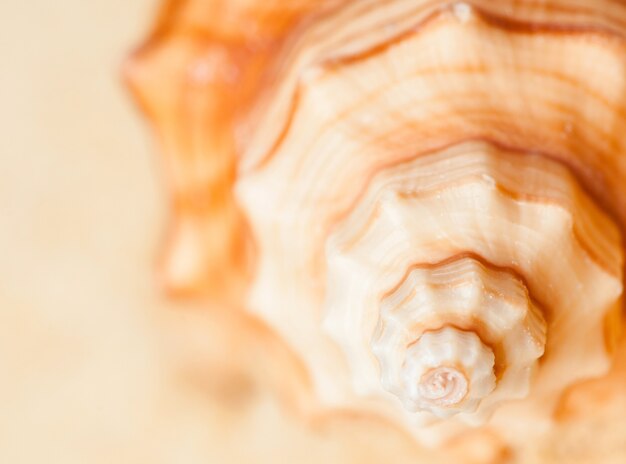Foto concha do mar em espiral em fundo desfocado, close-up, macro fotografia