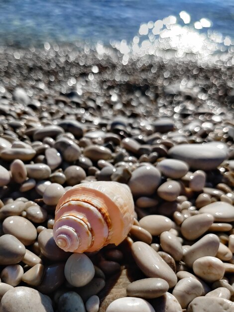 Concha do mar em seixos no meio da praia à beira-mar