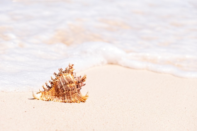 Concha do mar marrom na praia