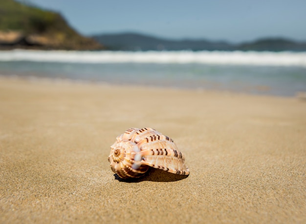 Foto concha do mar na areia amarela.